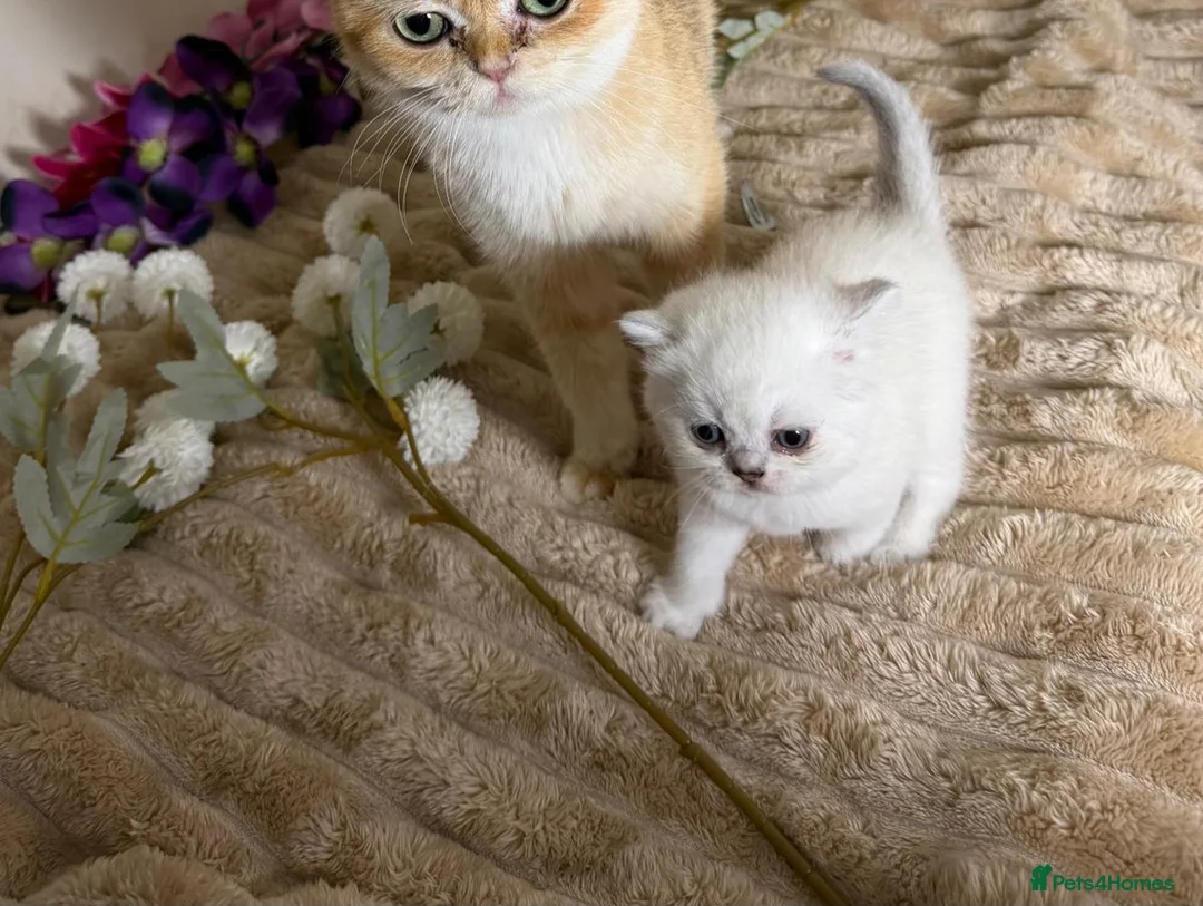 British Shorthair cats for sale: British shorthair cat - Advert 2