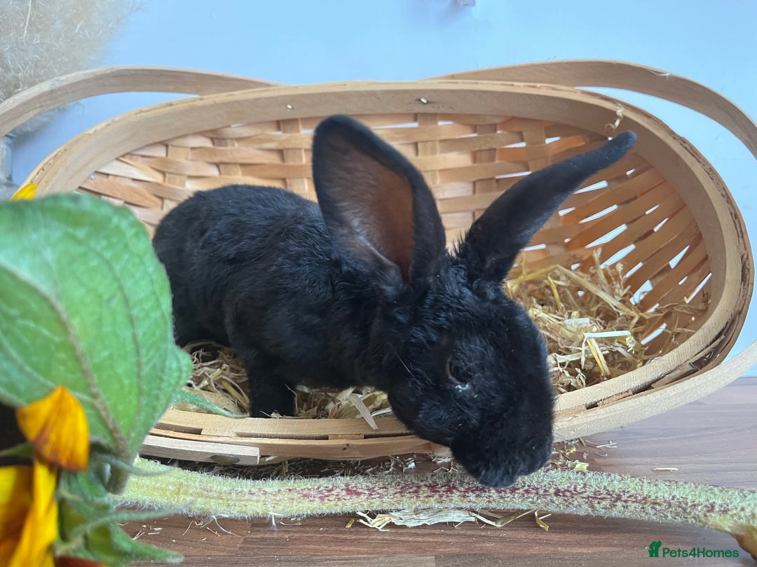 Mixed Breed rabbits for sale: Mixed breed bunnies for sale £30 each - Image 9