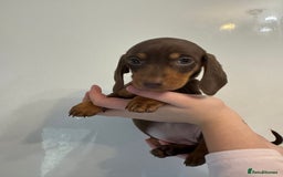 Miniature Dachshund dogs for sale: 🤩 3 Kc mini dachshund 🤩 - Advert 16