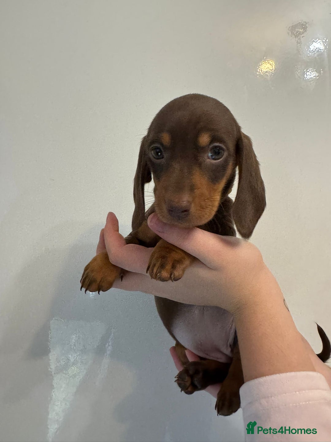 Miniature Dachshund dogs for sale: 🤩 3 Kc mini dachshund 🤩 - Advert 16