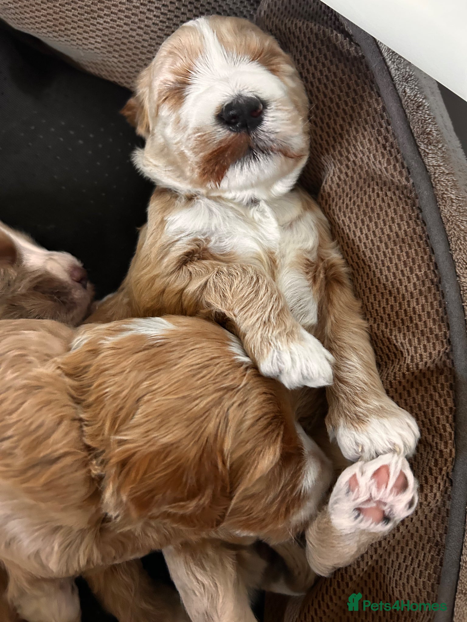 Australian Labradoodle dogs for sale: Australian labradoodle puppies  - Advert 12