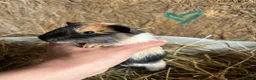 Guinea Pig rodents for sale: Friendly Young Guineapigs  - Advert 9