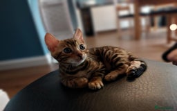 Bengal cats for sale: Stunning pure Bengal Kittens - Image 18