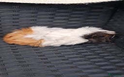 Guinea Pig rodents for sale: 6 baby girl guinea pigs  - Image 6