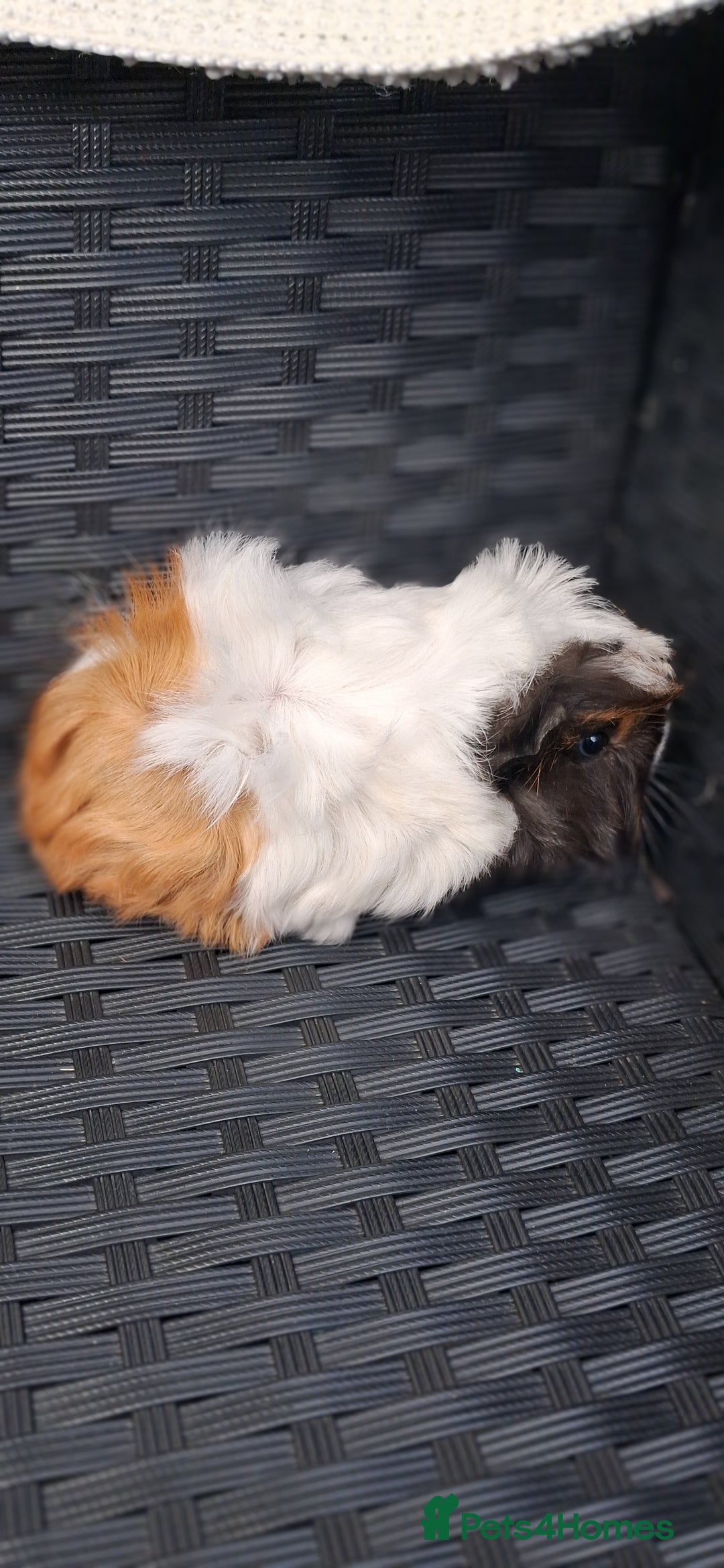 Guinea Pig rodents for sale: 6 baby girl guinea pigs  - Image 6