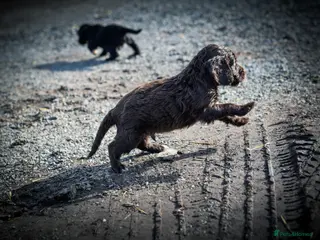 Cocker Spaniel dogs Beautiful Soft Natured Cocker Spaniels KC Reg - Advert 10