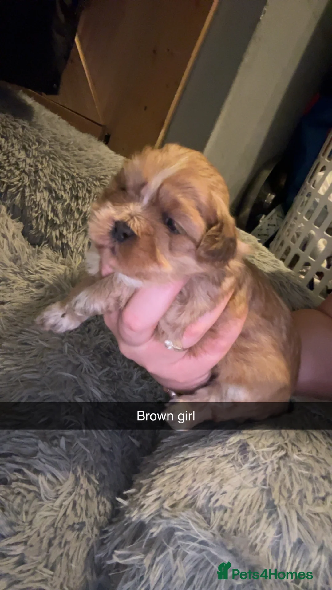 Shih Tzu dogs for sale: Shih Tzu puppies for sale  - Advert 8