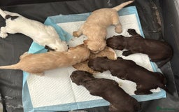 Cocker Spaniel dogs for sale: Cocker Spaniel  - Image 4