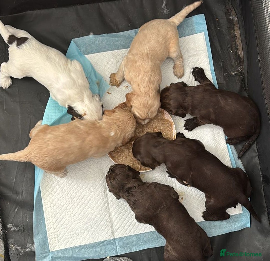 Cocker Spaniel dogs for sale: Cocker Spaniel  - Image 4