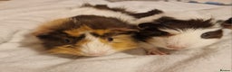 Guinea Pig rodents for sale: Trio male guineas - Advert 3