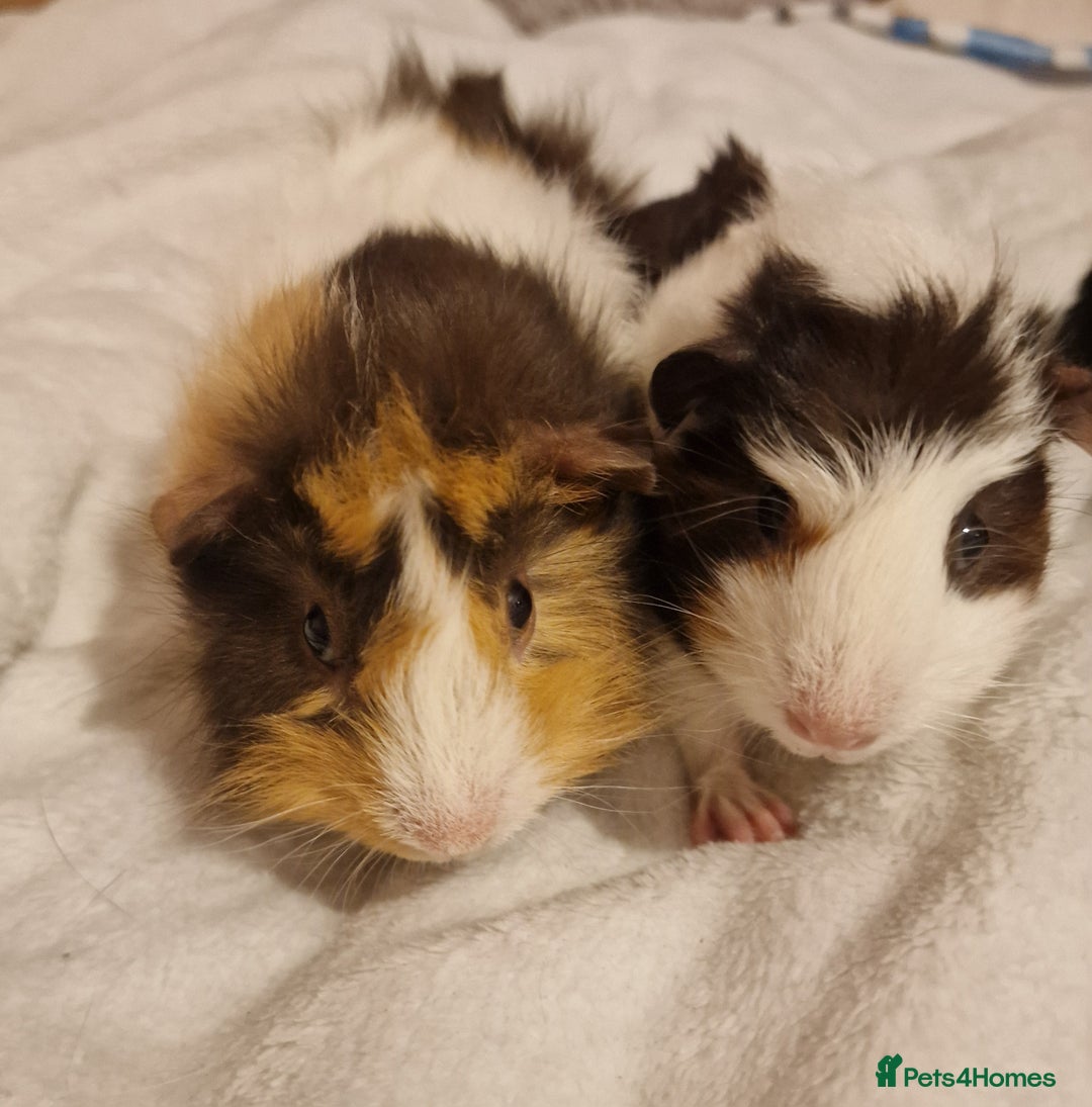 Guinea Pig rodents for sale: Trio male guineas - Advert 3