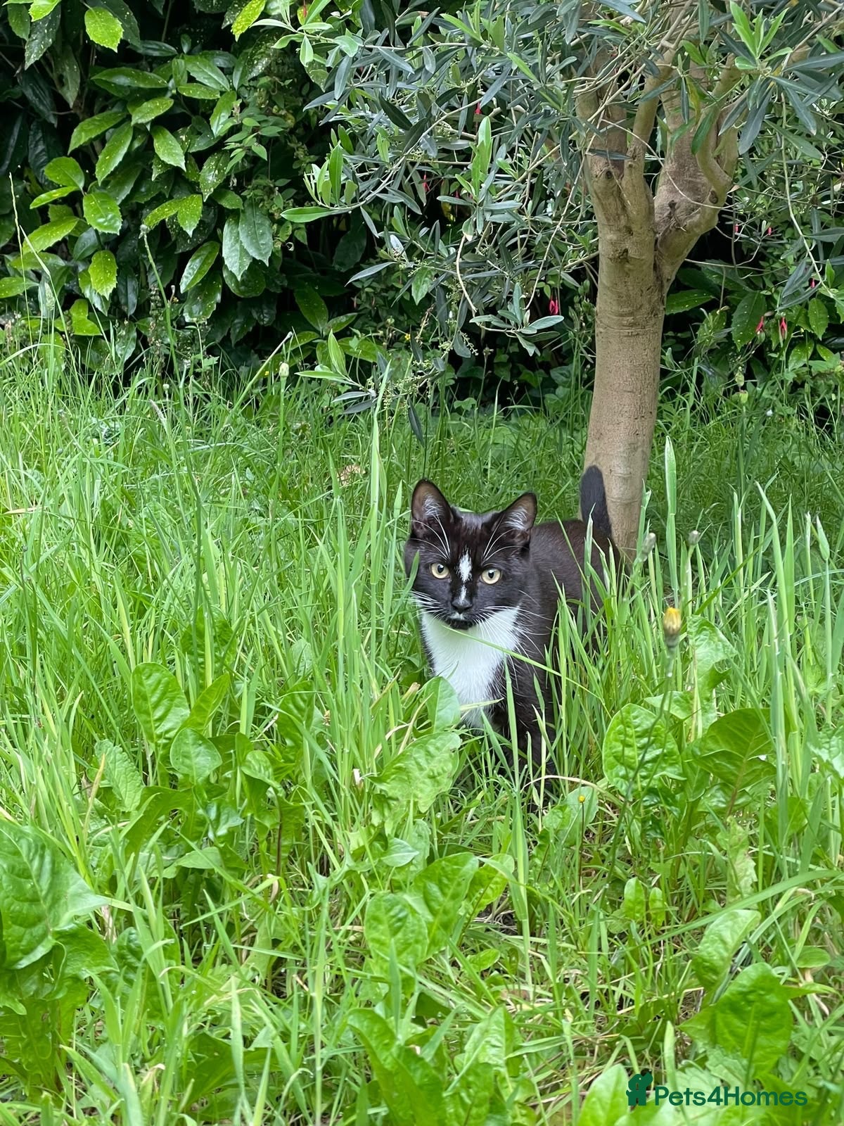 Mixed Breed cats for sale: Our lovely cat free to a new home - Advert 5
