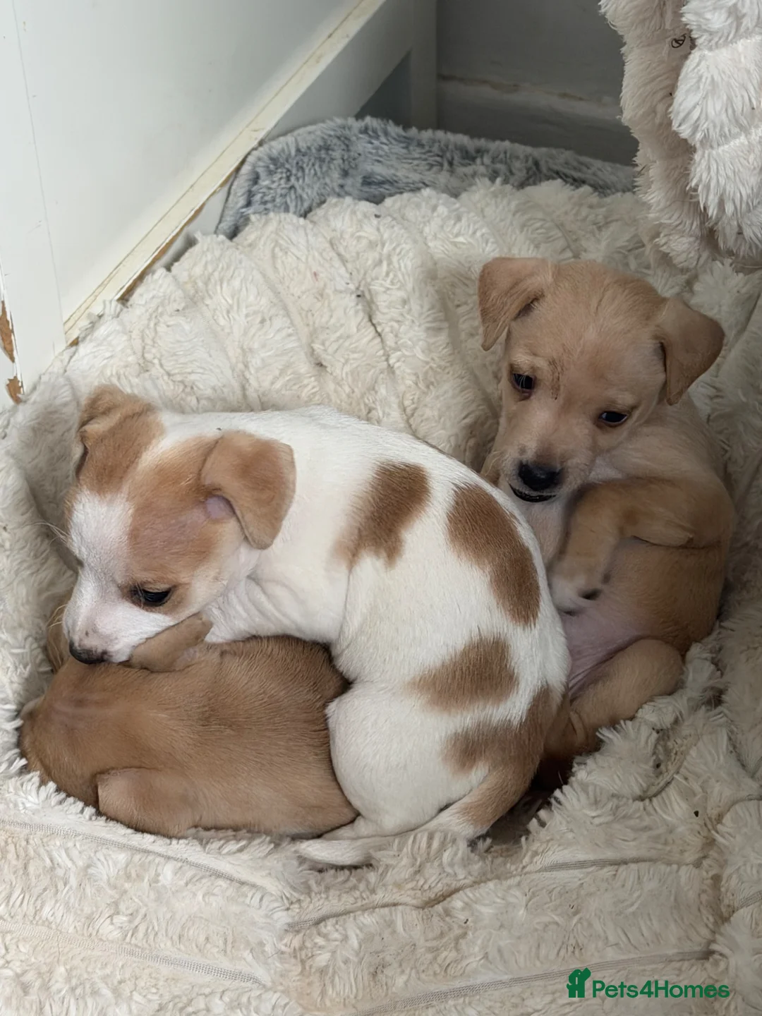 Patterjack dogs for sale: Patterjack puppies  - Advert 2