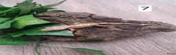 Gecko reptiles for sale: Crested geckos - Advert 13