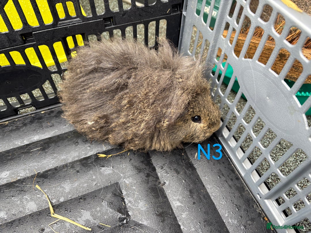 Guinea Pig rodents for sale: Baby female and male guinea pigs for sale - Image 11