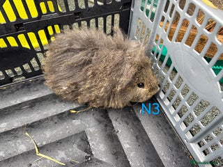 Guinea Pig rodents - Advert 26