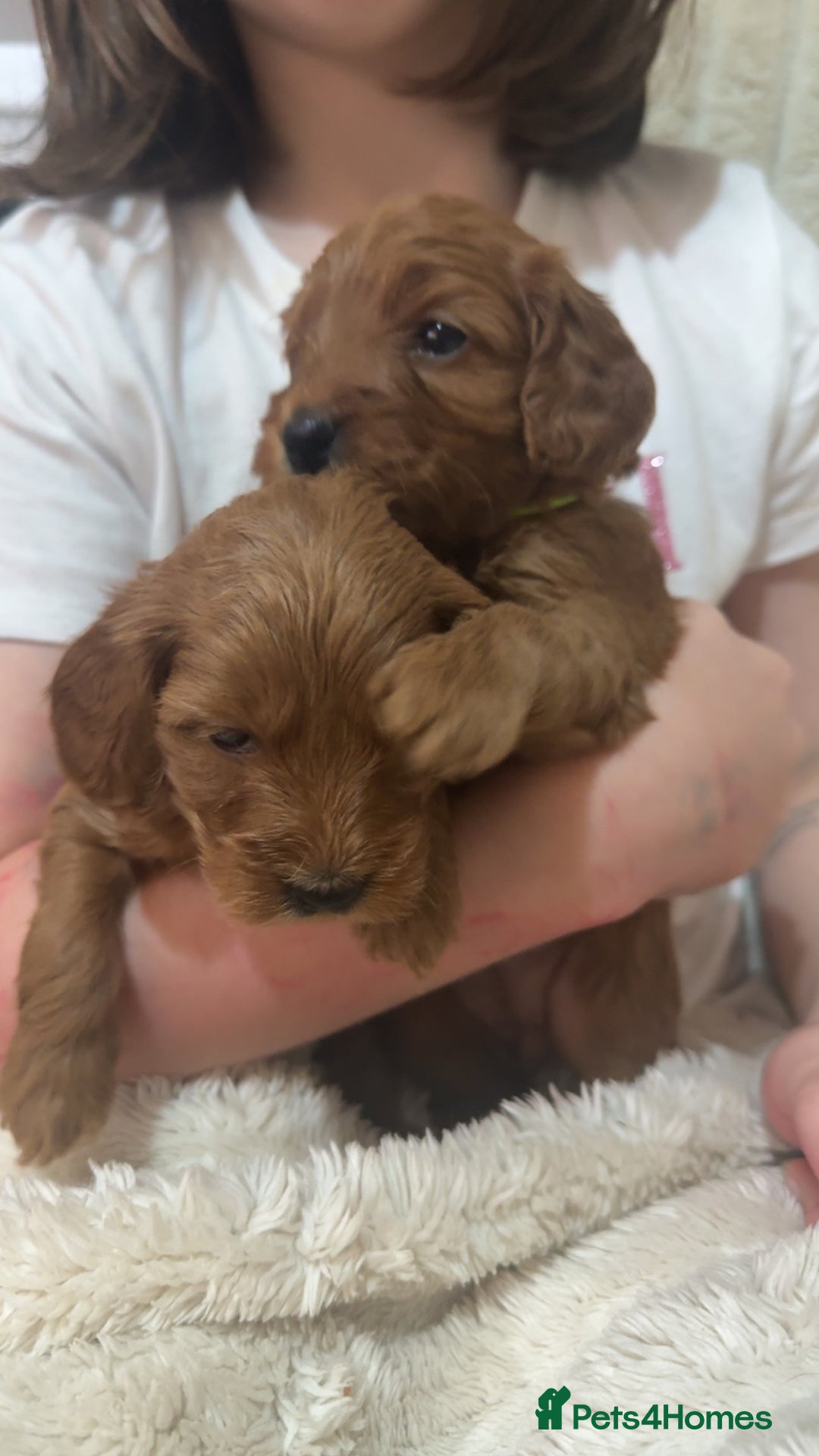 Cockapoo dogs for sale: Cockapoo F1 - Advert 11