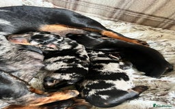 Miniature Dachshund dogs for sale: Smooth haired miniature dachshunds  - Image 3
