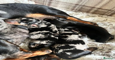 Miniature Dachshund dogs - Advert 1