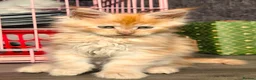 Maine Coon cats for sale: 6 Maine Coon kittens for sale  - Advert 15