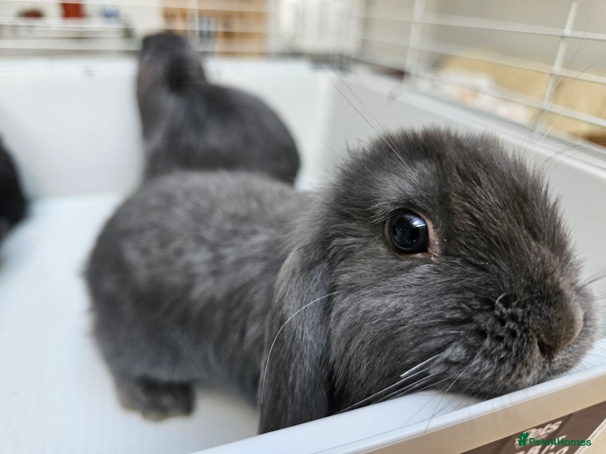 Mini Lop rabbits Mini lop baby bunnys - Advert 2