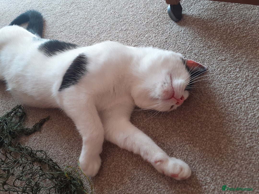 Domestic Shorthair cats for sale: Beautiful girl  - Image 3