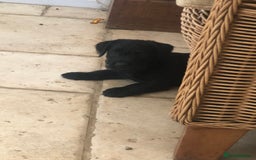 Mixed Breed dogs for sale: Patterdale Black puppies - Image 12