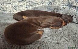 Dachshund dogs for sale: 4 exceptional smooth haired  dachshund mini pups  - Image 15