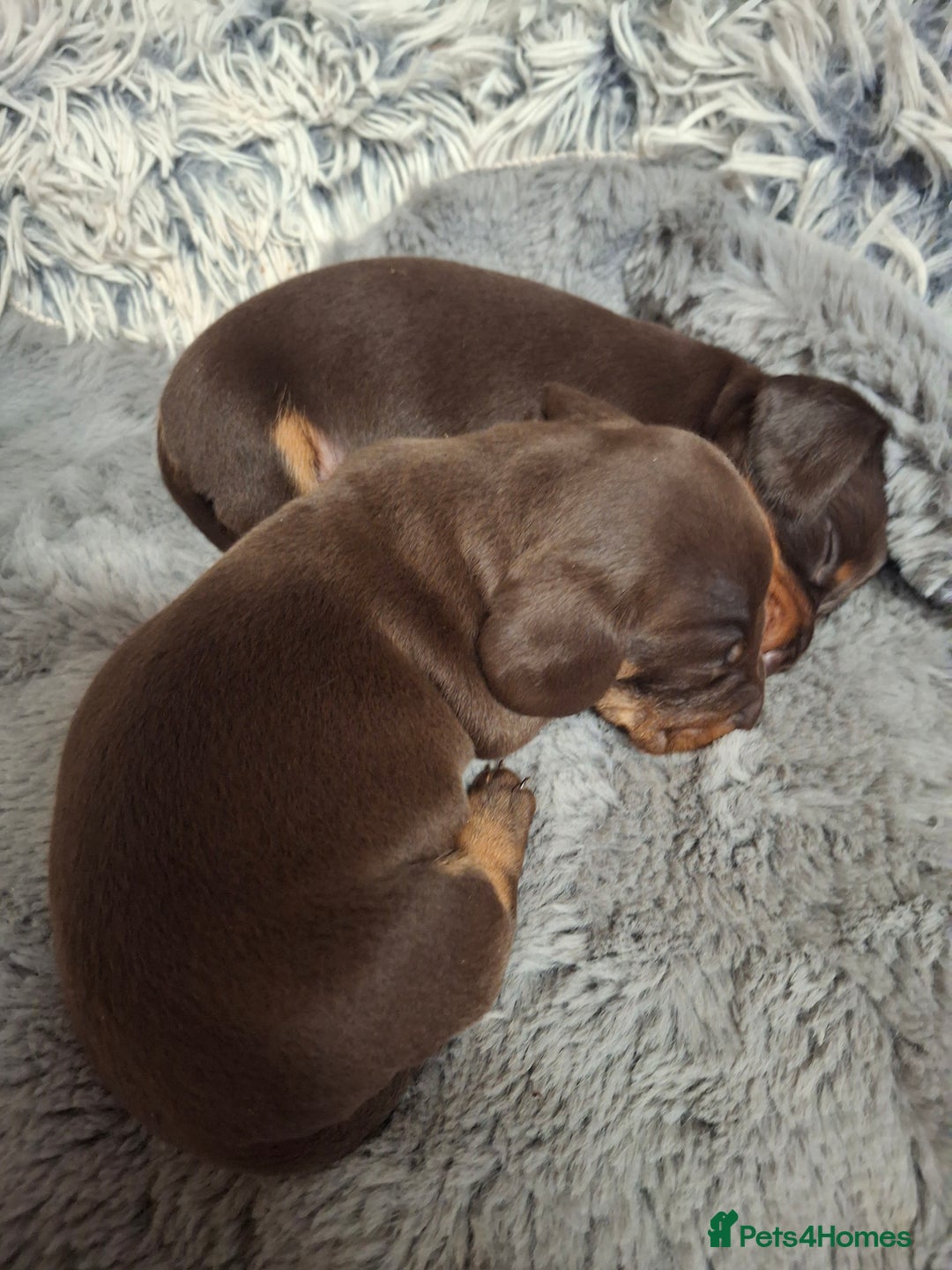 Dachshund dogs for sale: 4 exceptional smooth haired  dachshund mini pups  - Image 15