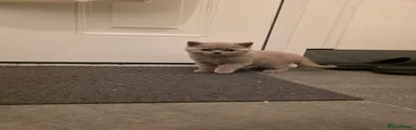 Kya