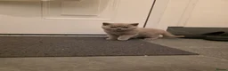 British Shorthair cats for sale: Full Pedigree Championship British Shorthairs!!!!! - Advert 6