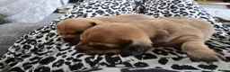 Dachshund dogs for sale: Shaded red Dachshund puppies in Barrow-upon-Humber - Advert 4