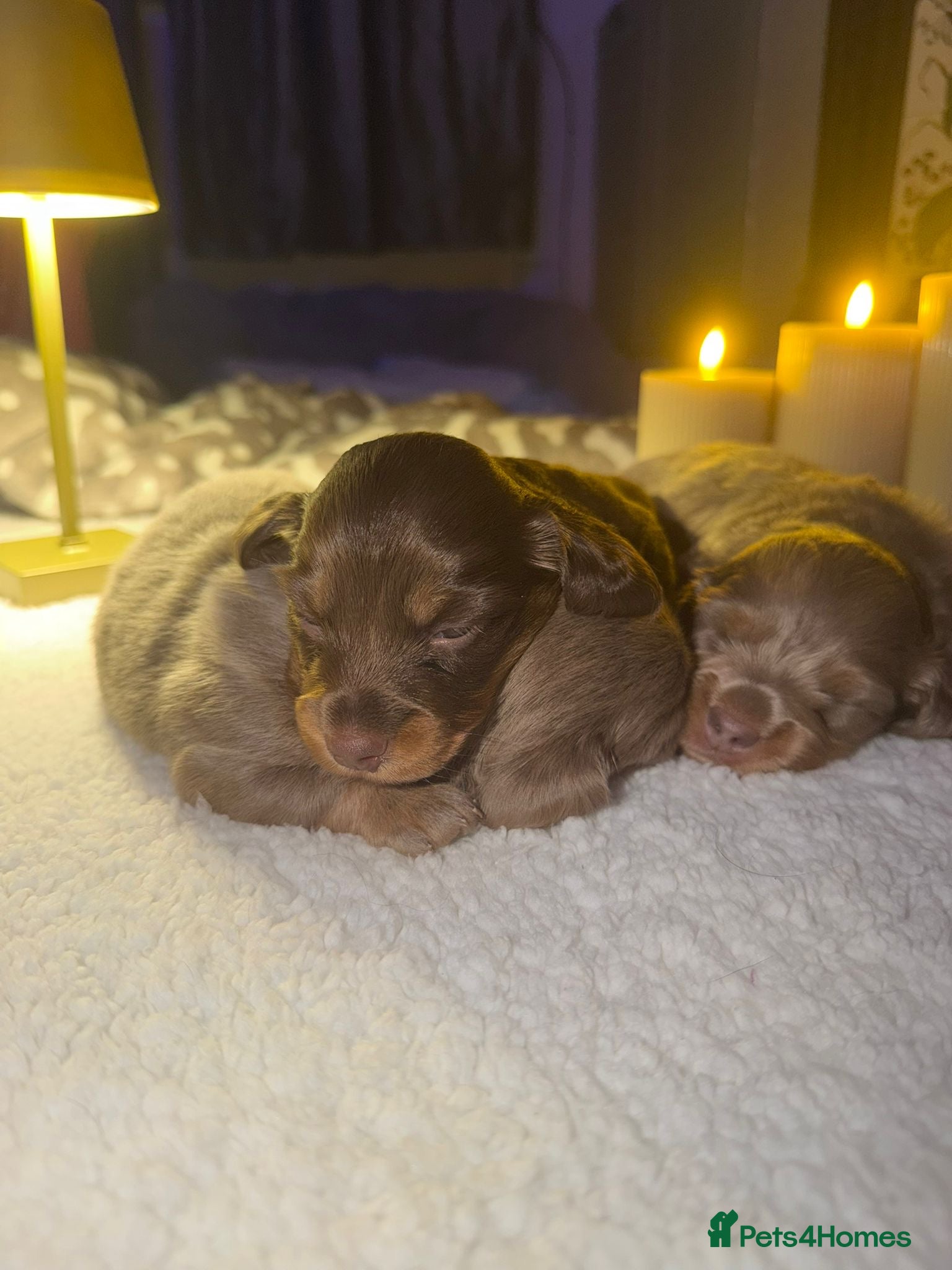 Miniature Dachshund dogs Long haired miniature dachshunds - reduced price!! - Advert 2