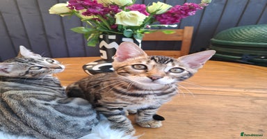 Bengal cats - Advert 16