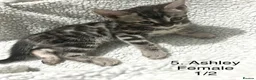 Bengal cats for sale: Full & Half Breed Bengal Kittens  - Advert 12