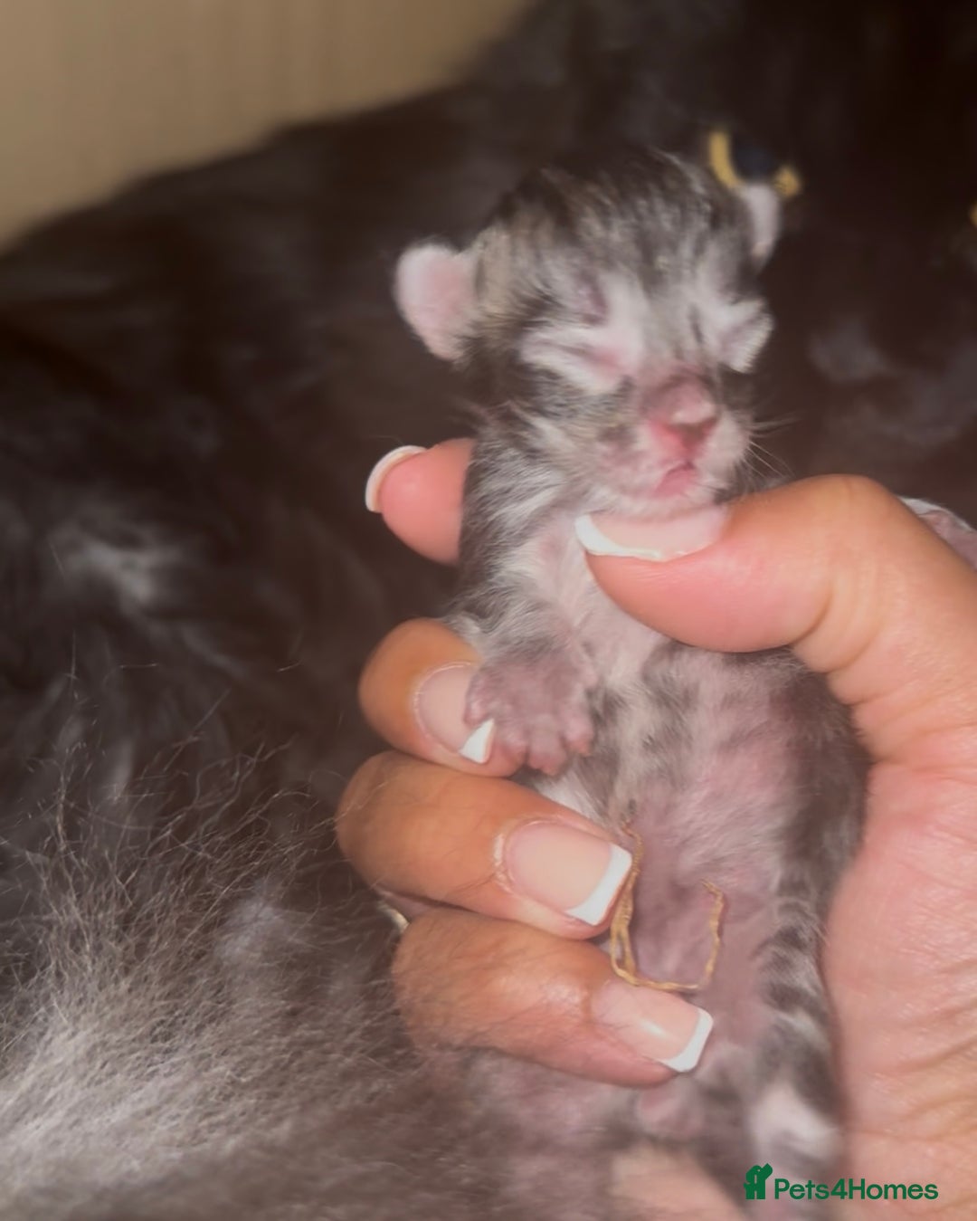 Maine Coon cats for sale: Full Maine Coone Kittens - Image 2