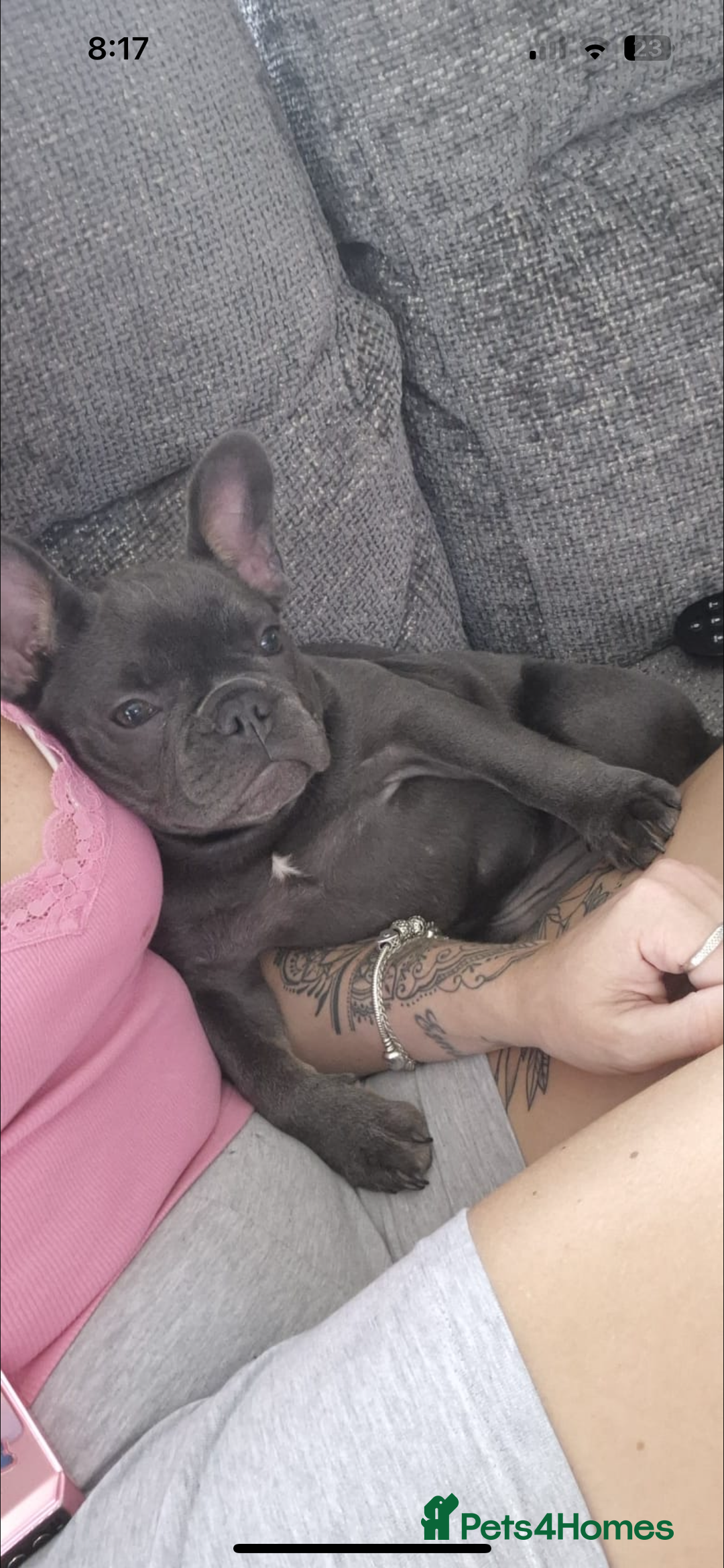 French Bulldog dogs for sale: Beautiful 7 month old blue French bulldog girl  - Image 5