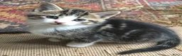 Mixed Breed cats for sale: Gorgeous kittens - Advert 3