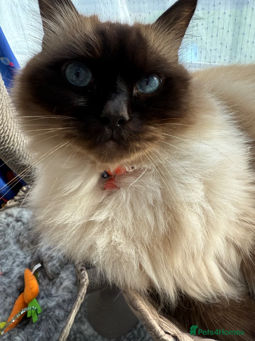Ragdoll cats for sale: 5 year old male ragdoll for rehoming - Advert 6