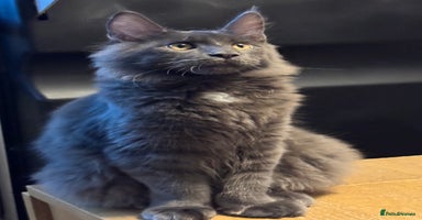 Maine Coon cats - Advert 8