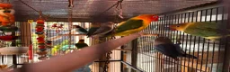 Lovebirds birds for sale: Love birds  - Advert 4