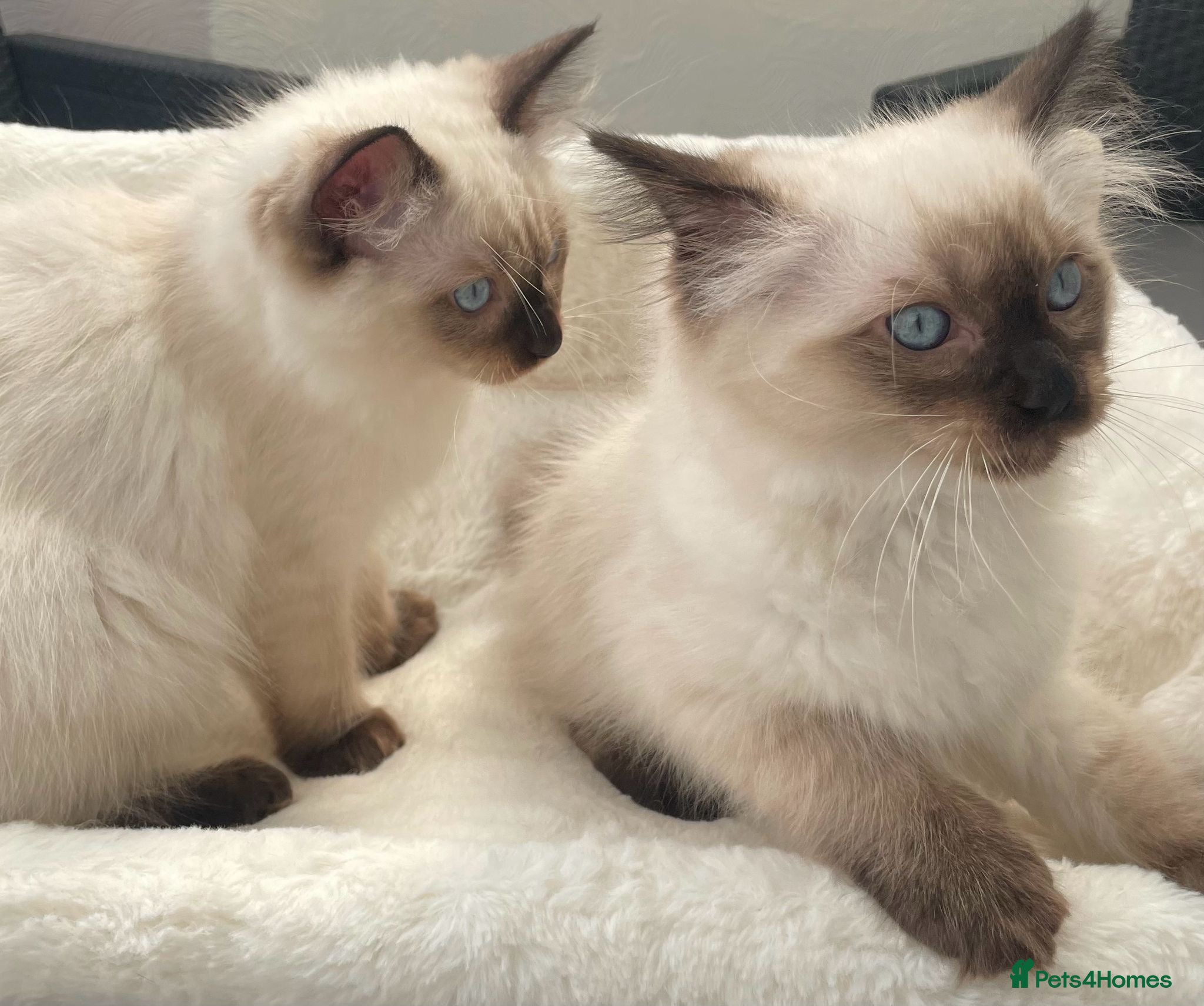 Ragdoll cats 🏆CHAMPION BLOODLINE RAGDOLL KITTENS 🥇  - Advert 2