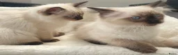 Ragdoll cats for sale: 🏆GCCF CHAMPION BLOODLINE RAGDOLL KITTENS 🥇  - Advert 6