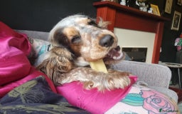 Cocker Spaniel dogs for sale: Loving, loyal and adventurous cocker  - Image 20