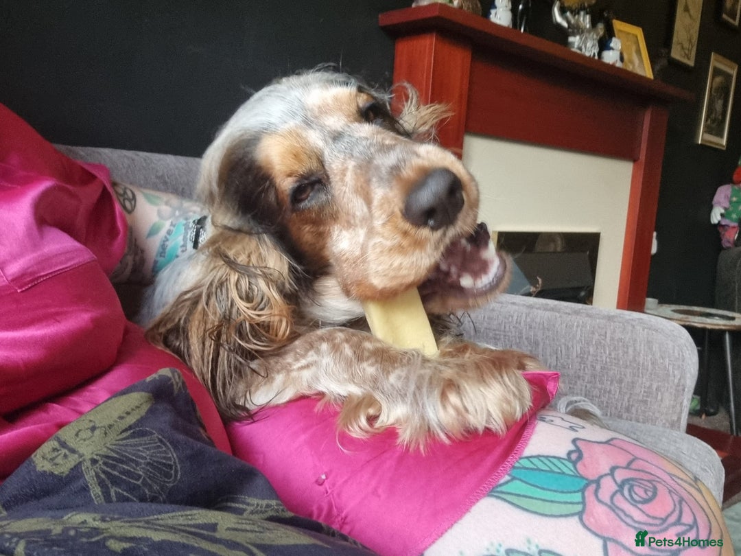 Cocker Spaniel dogs for sale: Loving, loyal and adventurous cocker  - Image 20