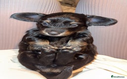 Dachshund dogs for sale: Standard long haired dachshunds  - Advert 3