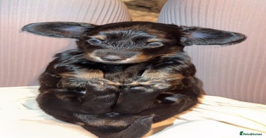 Dachshund dogs Standard long haired dachshunds  - Advert 7