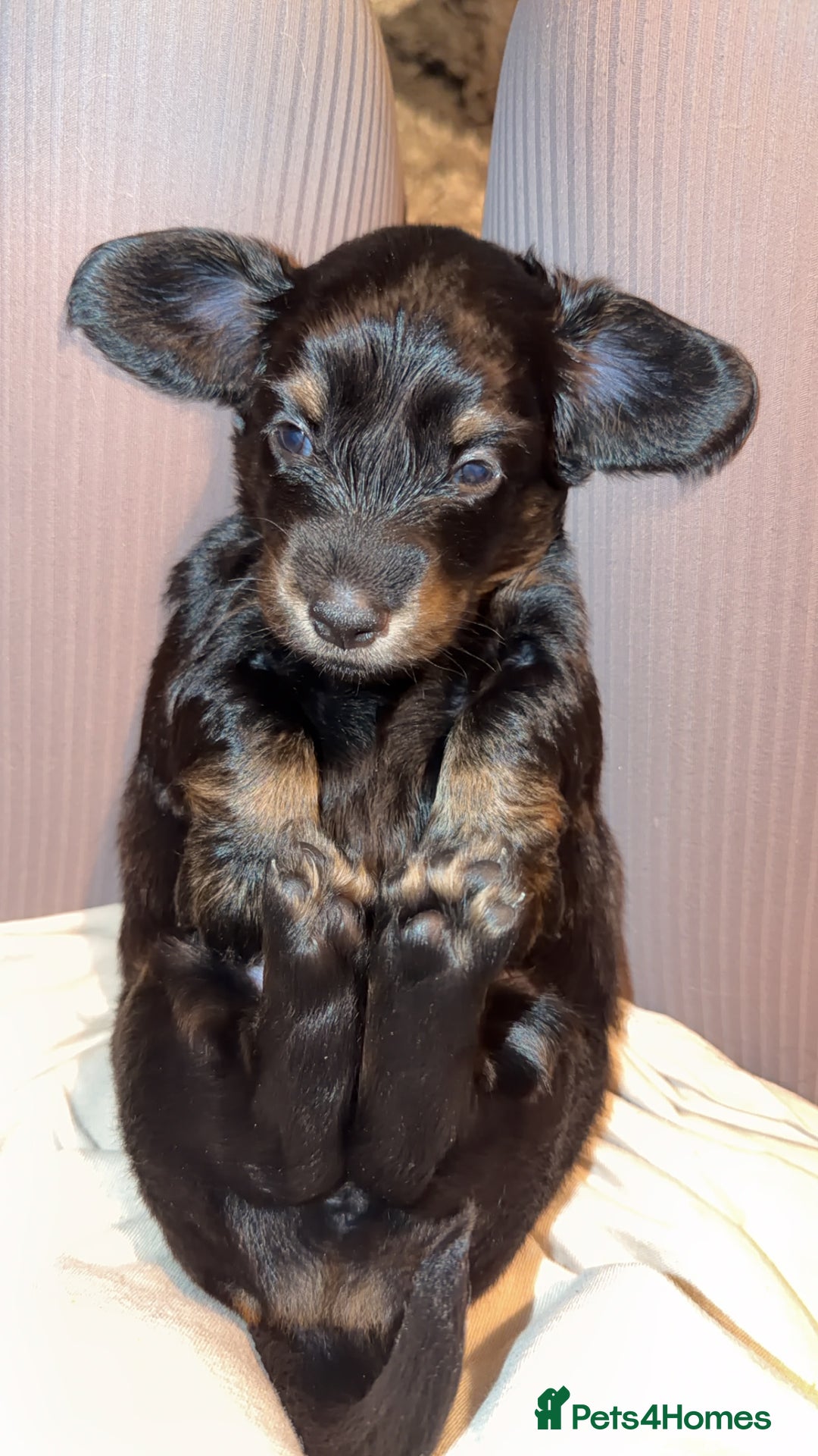 Dachshund dogs for sale: Standard long haired dachshunds  - Advert 3