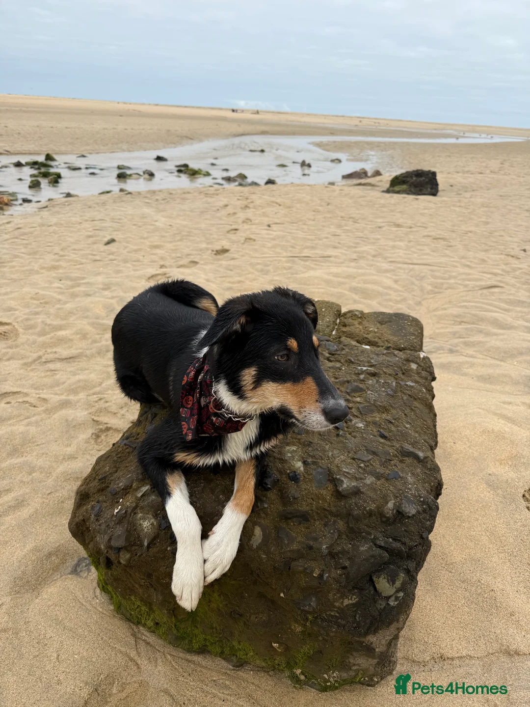 Mixed Breed dogs for sale: Draco 1 year old border collie (13month old) in Preston - Advert 3