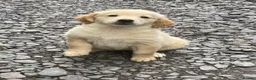 Golden Retriever dogs for sale: Fantastic Golden Retrievers in Llanrwst - Advert 5